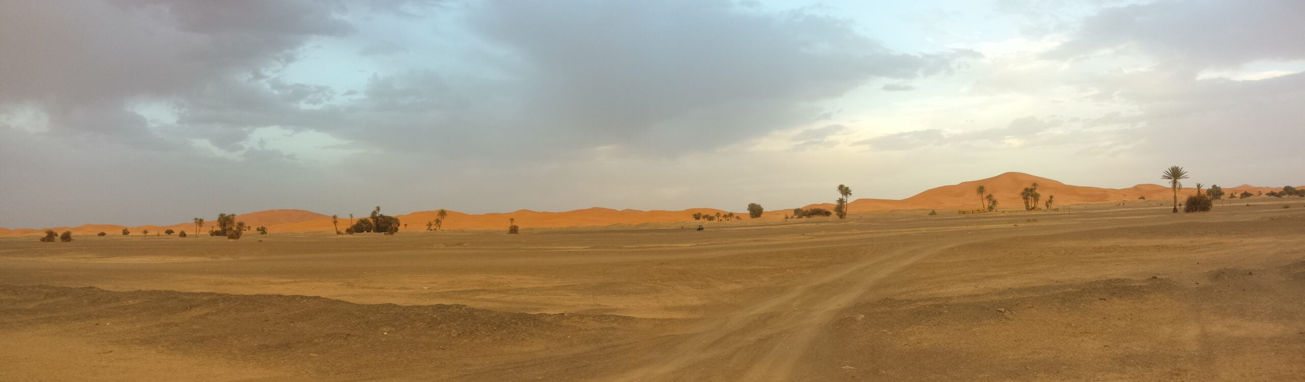 The living beings of the desert