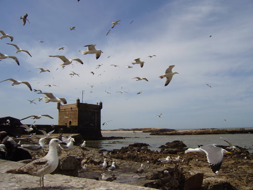 Citadel of Essaouira