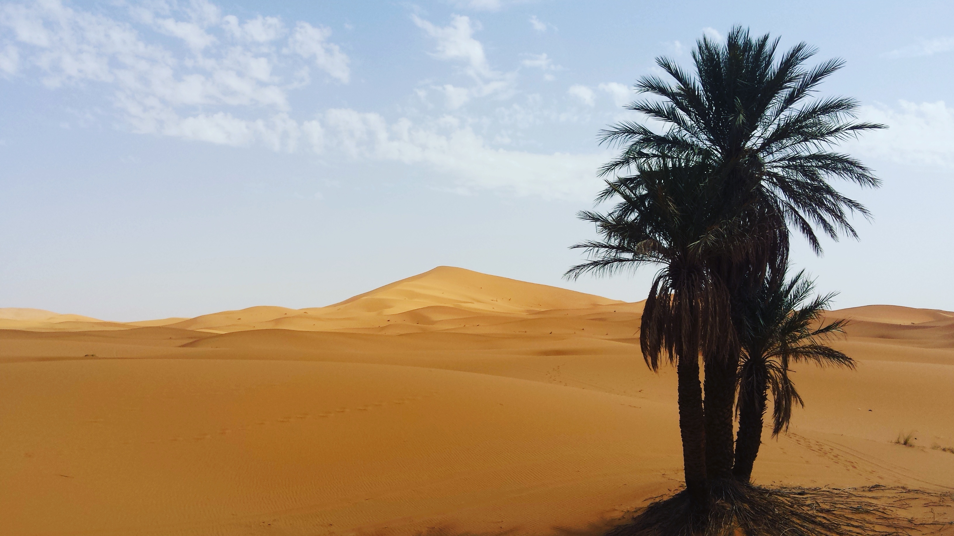 Le miracle du desert....Phoenix dactylifera