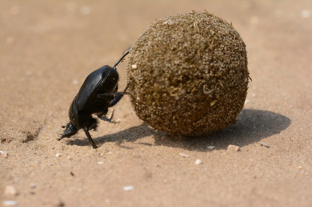 The Sahara Desert's insects